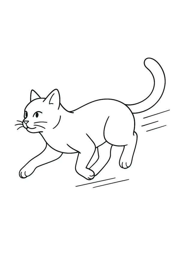 Gato