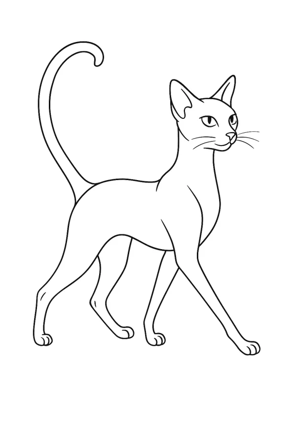 Gato