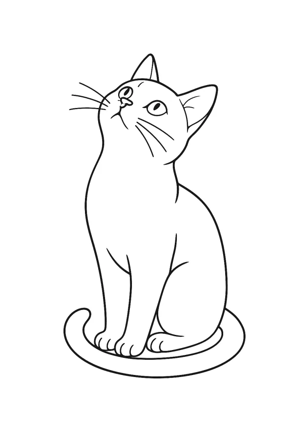 Gato