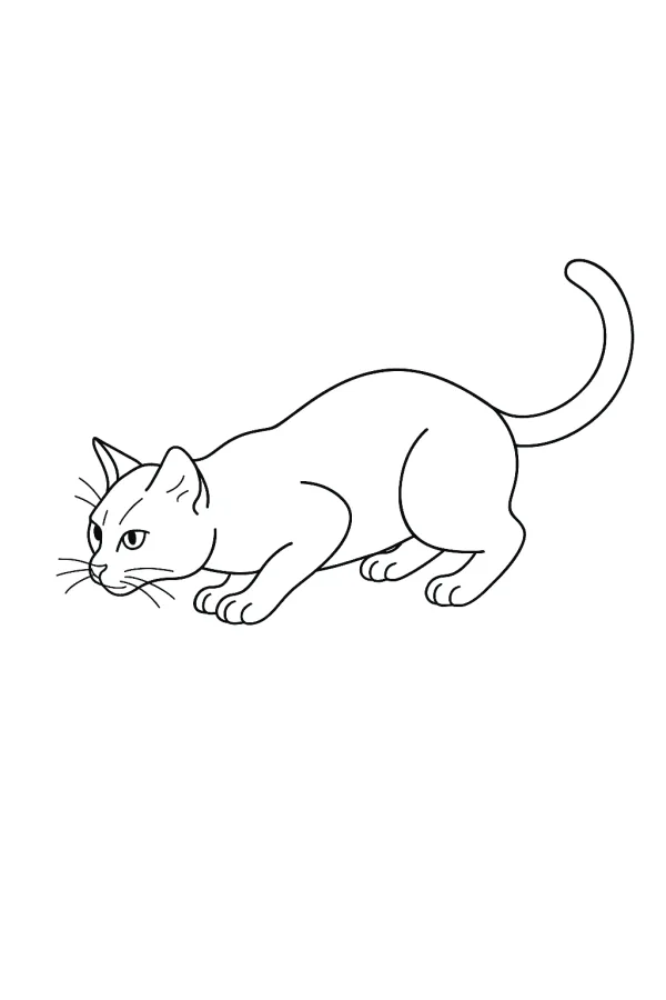 Gato