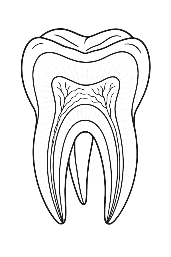 Dente e Dentistas