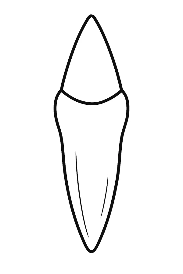 Dente e Dentistas