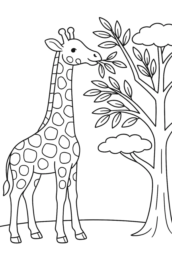 Safari