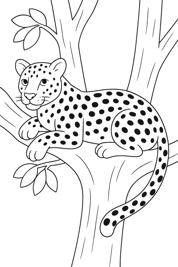 Safari