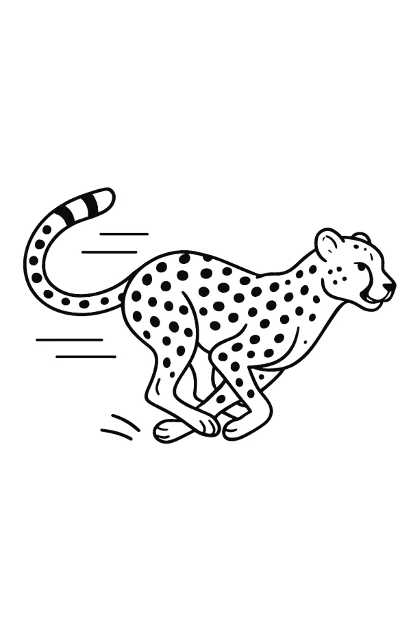 Safari