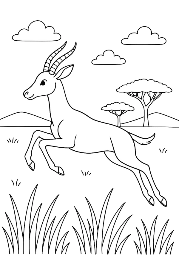 Safari