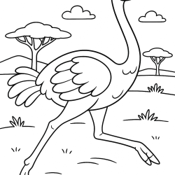 Safari