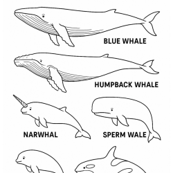Baleias para imprimir e colorir