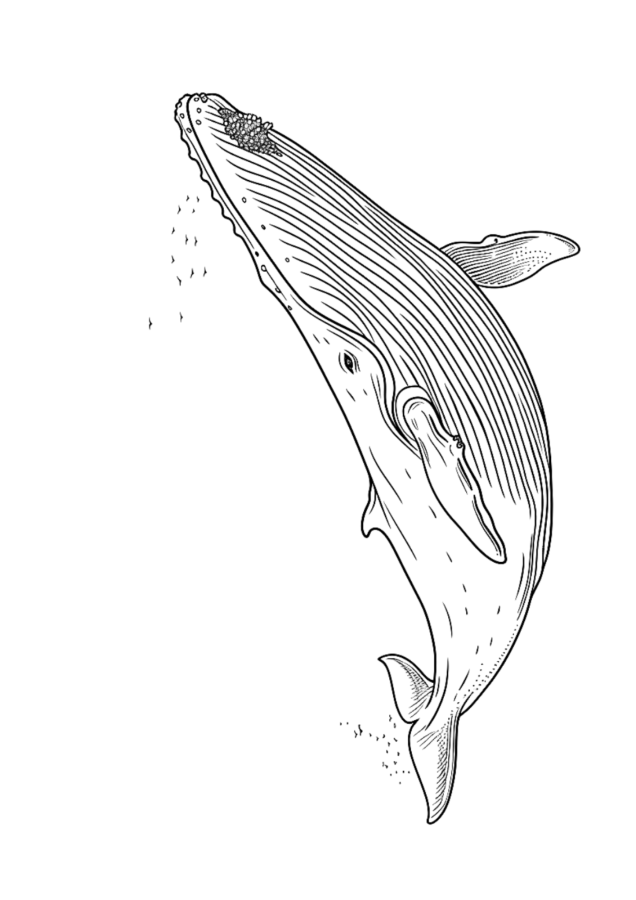 Baleias para imprimir e colorir