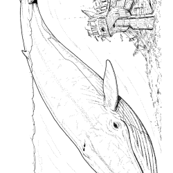 Baleias para imprimir e colorir