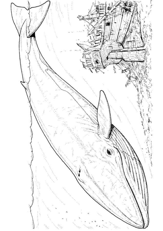 Baleias para imprimir e colorir