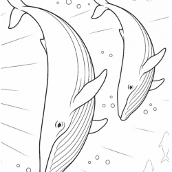 Baleias para imprimir e colorir