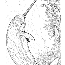 Baleias para imprimir e colorir