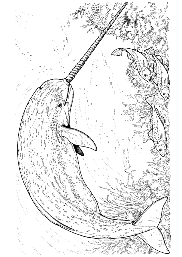 Baleias para imprimir e colorir