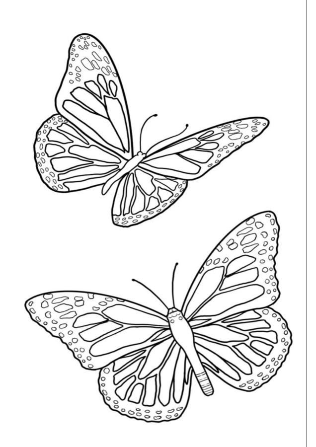 Borboleta para imprimir e colorir