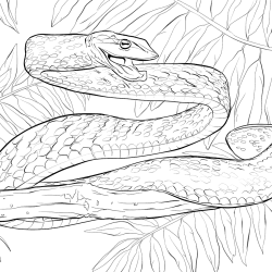 Cobras para imprimir e colorir