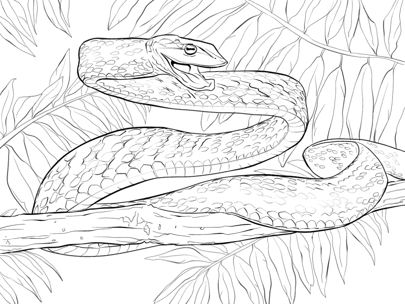 Cobras para imprimir e colorir