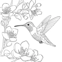 Beija-flor para imprimir e colorir