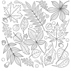 Folhas para imprimir e colorir