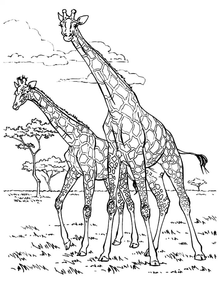 Girafas