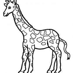 Girafas