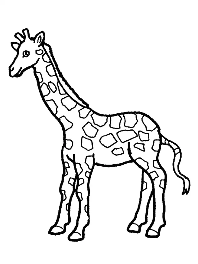 Girafas