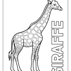 Girafas