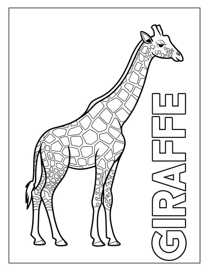 Girafas