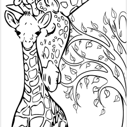 Girafas