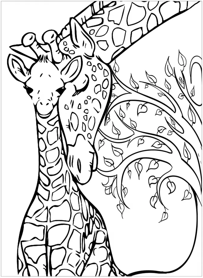 Girafas
