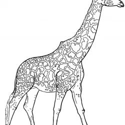 Girafas para imprimir e colorir