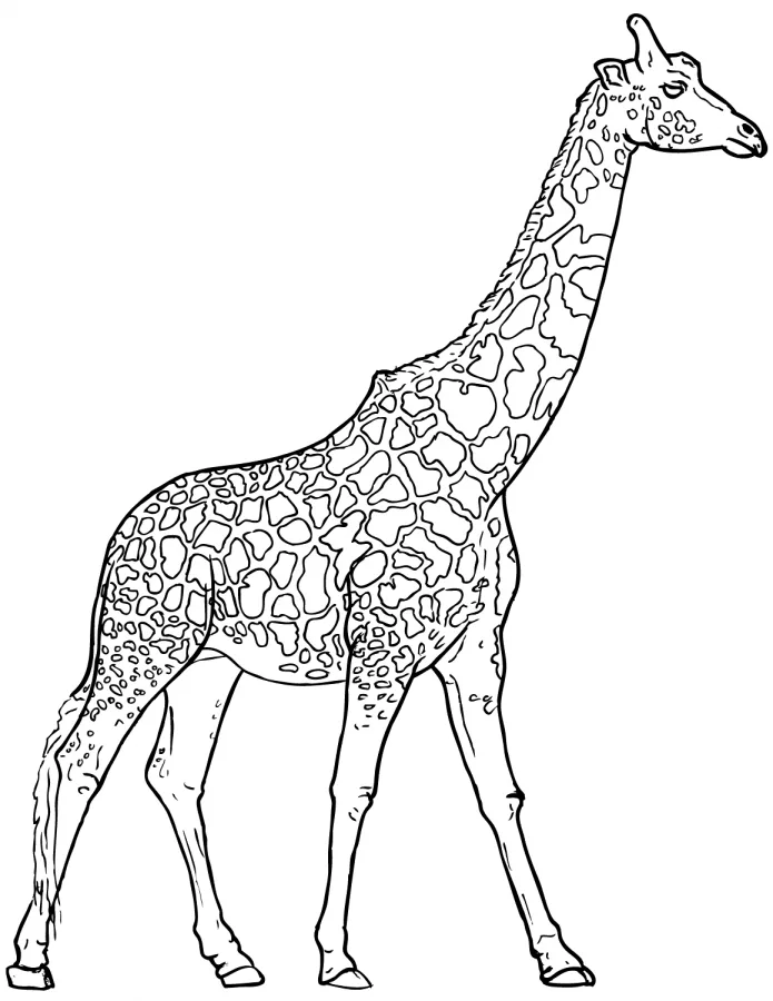 Girafas