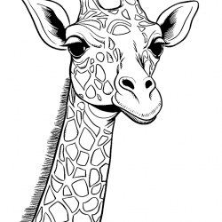 Girafas