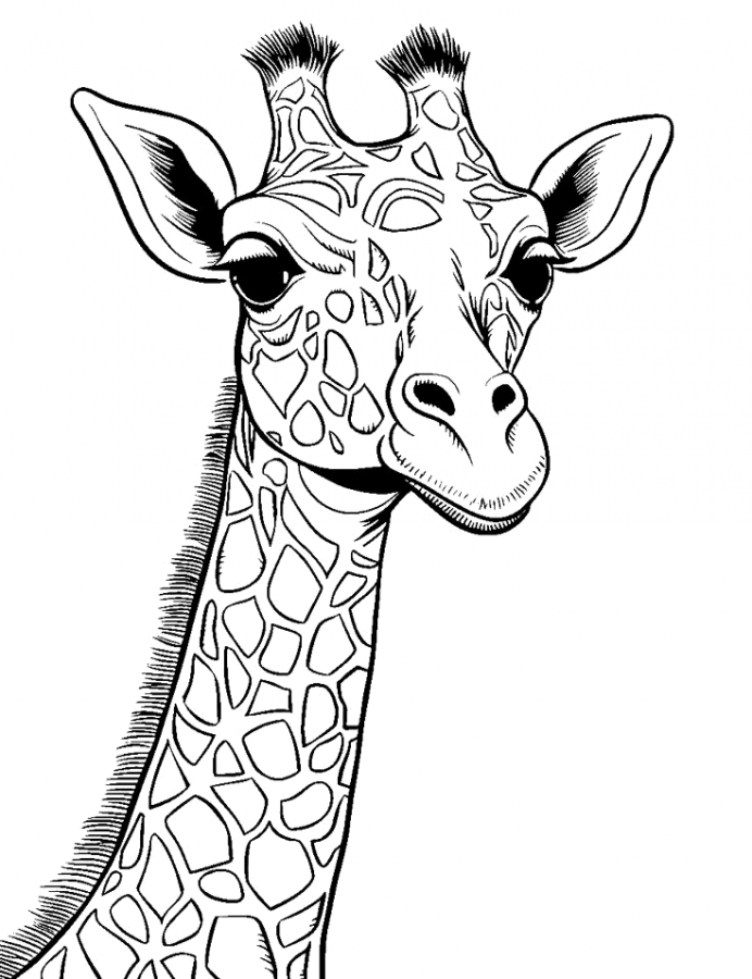 Girafas