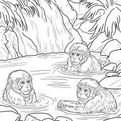 Macacos para imprimir e colorir
