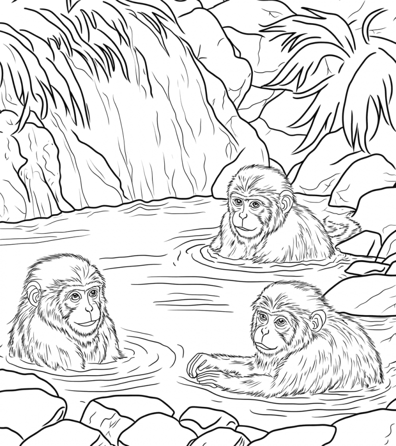 Macacos