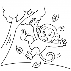 Macacos