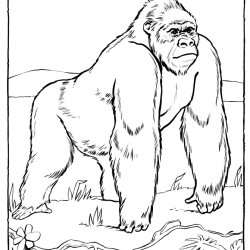 Macacos