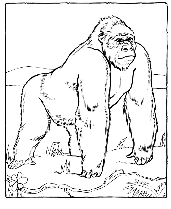 Macacos