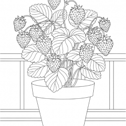 Morango