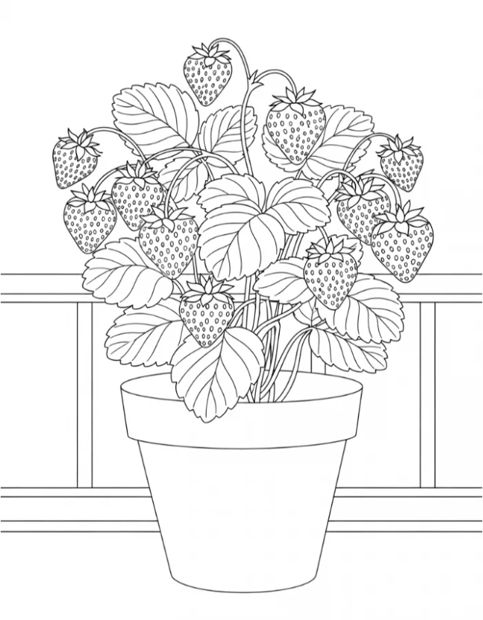 Morango