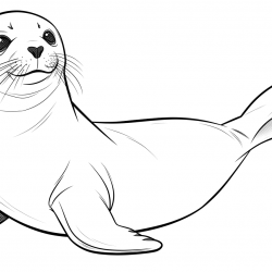 Foca