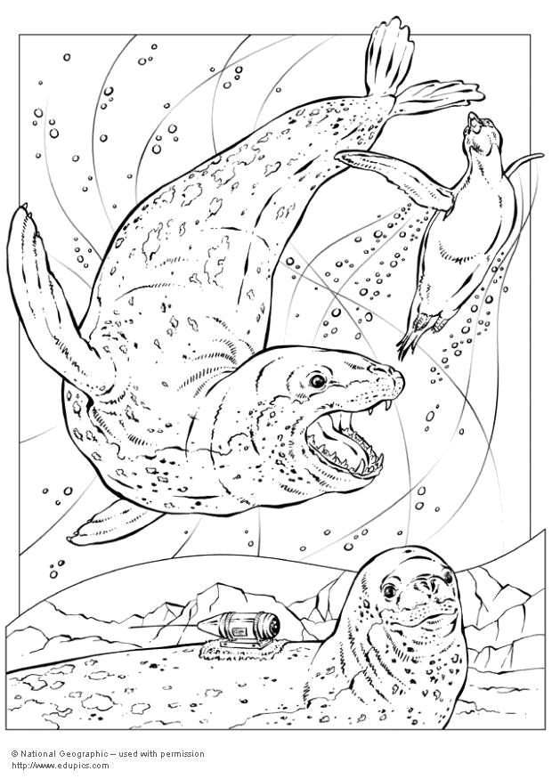 Foca