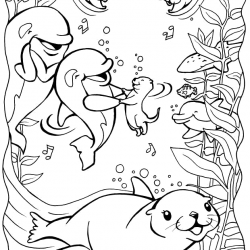 Foca