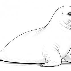 Foca