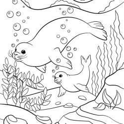 Foca