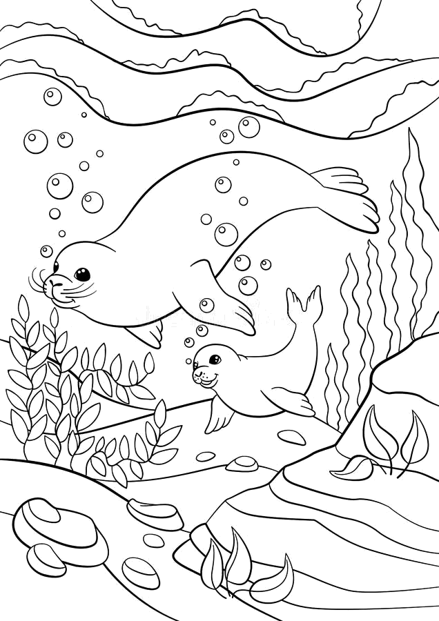 Foca