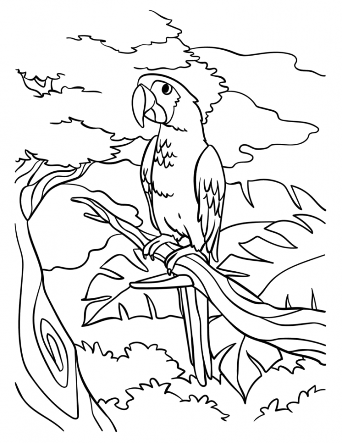 Papagaio