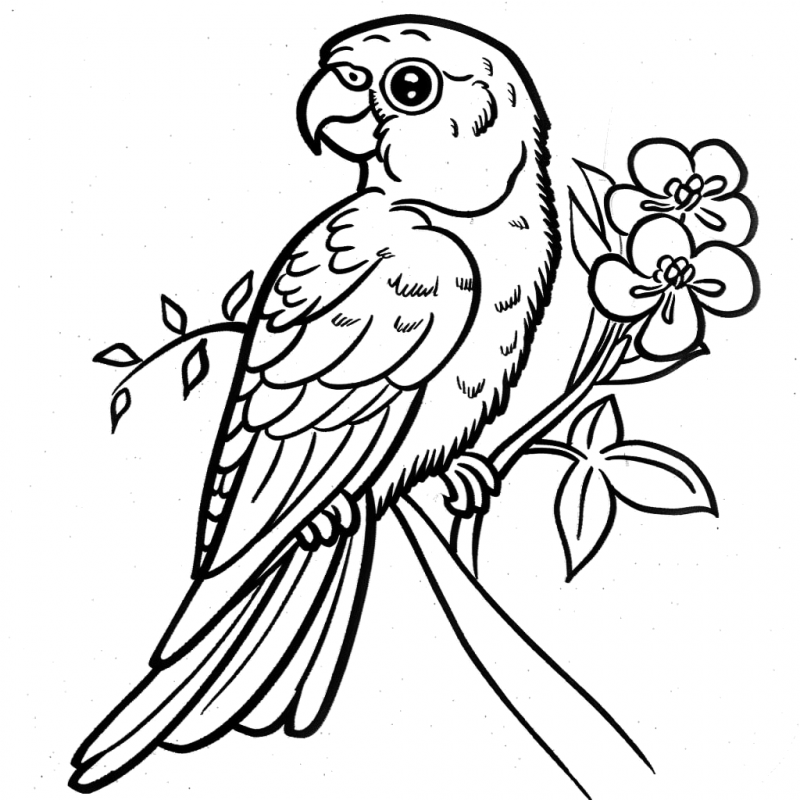 Papagaio