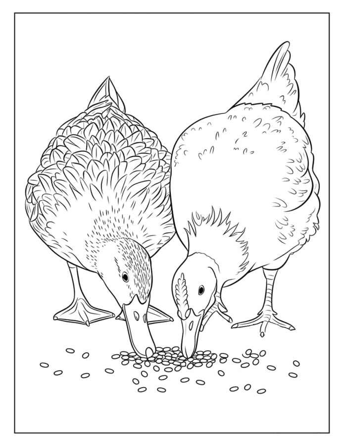 Patinhos
